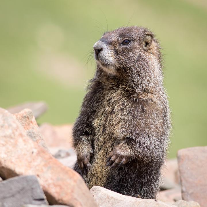 You Yellow-bellied Marmot 